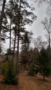 IMG_20150102_155535284_HDR