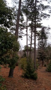 IMG_20150102_155546002