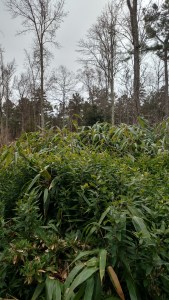 IMG_20150102_160637921_HDR