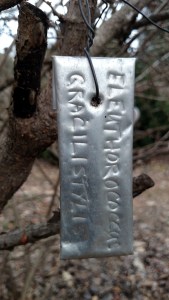 IMG_20150102_160720962