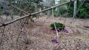 IMG_20150102_162131154