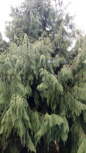 IMG_20150102_162819723