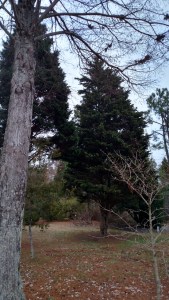 IMG_20150102_163234969_HDR