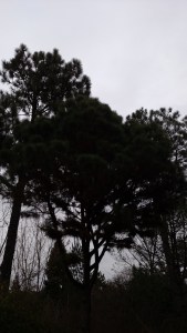 IMG_20150102_163715147