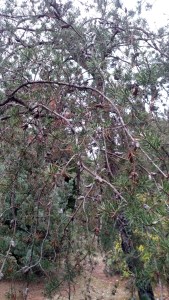 IMG_20150102_163856843