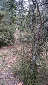 IMG_20150102_164446647