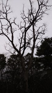 IMG_20150102_165450800